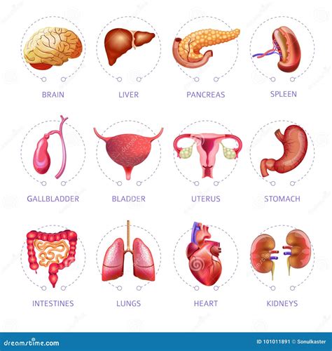 Icone Di Anatomia Isolate Piano Medico Di Vettore Degli Organi Interni