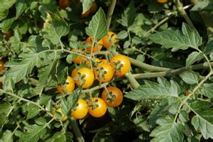 Klefhof Tomaten wachs mal Kiste Bio Pflanzen für kleine und große Gärten