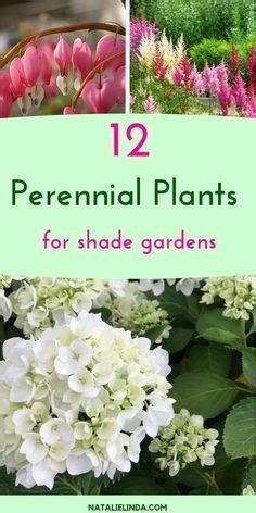 Shade Perennials That Will Beautify Sheltered Areas Of Your Yard