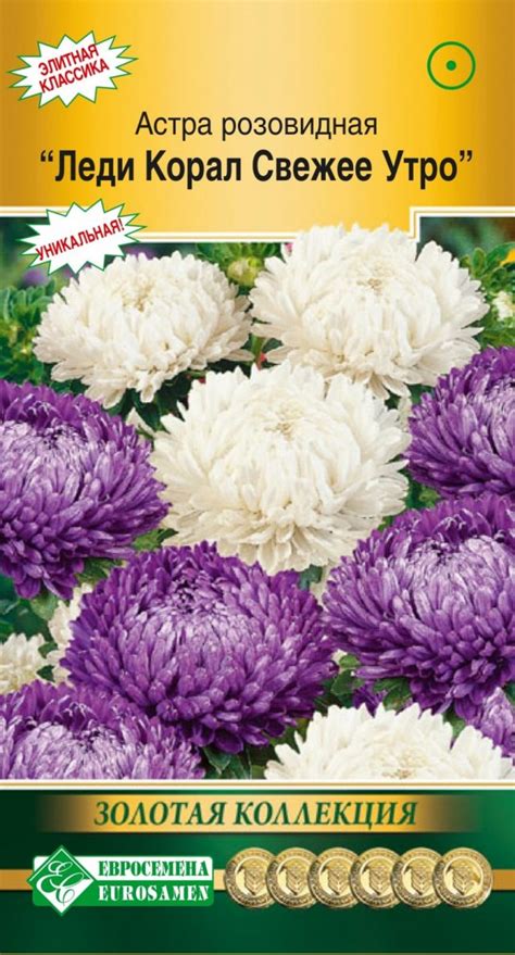14 самых красивых и неприхотливых астр от компании «Евросемена» г ...