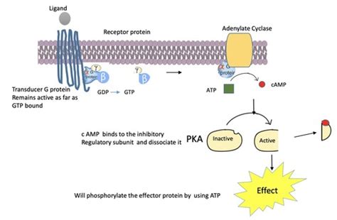 BIO 200 Lecture 8 Flashcards | Quizlet