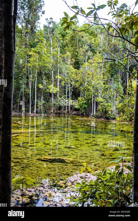 Piscina Esmeralda En La Selva Tropical De Krabi Y Rboles De Manglar