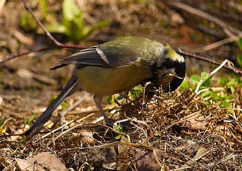 Tit Vögel Feder Kostenloses Foto auf Pixabay Pixabay