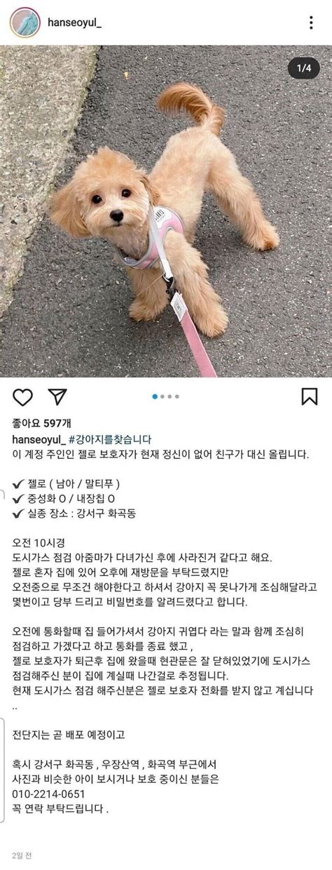 충격적인 가스검침원 강아지 실종 사건 결말 인스티즈instiz 인티포털