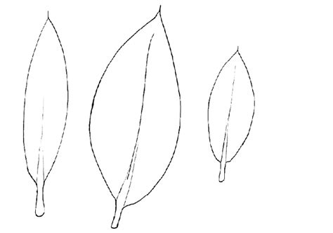 Leaf Morphological Shape Of Rhizophora Apiculata Left R Mucronata