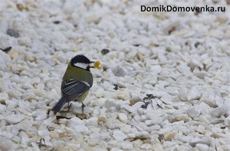 Что едят синицы | Питание синиц