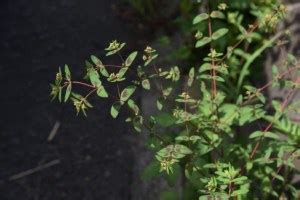 Spurge Weed Identification [How to Kill Spurge in Your Lawn]