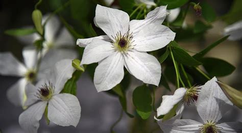 Клематисы 3 группы обрезки: 25 самых красивых и зимостойких сортов ...