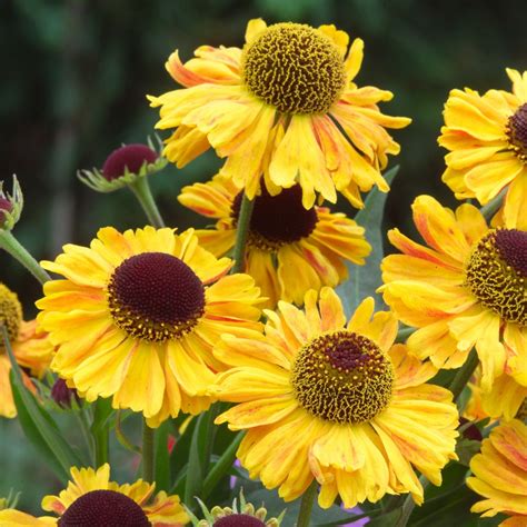 Купить семена Гелениум Helenium Brassingham Gold в Москве: доставка ...