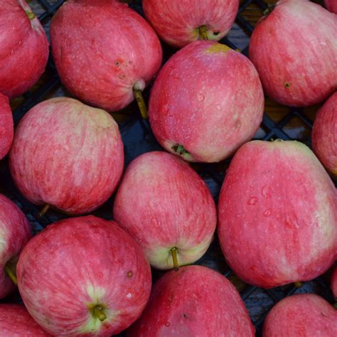 Яблоня Летнее Полосатое Описание Фото – Telegraph