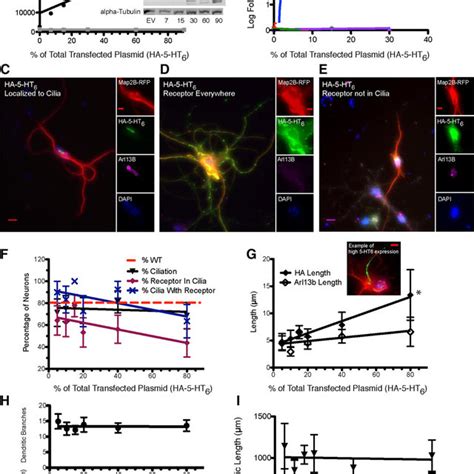 Signaling Properties Of Ht Receptor Mutants Imcd Cells Were