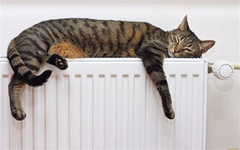 Кошки, которые очень любят тепло / Питомцы