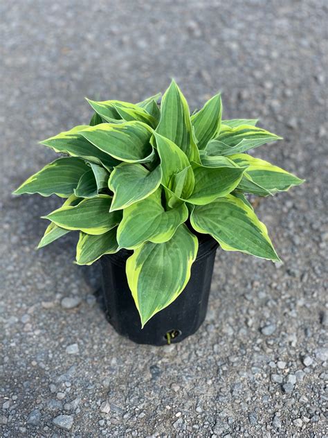 Hosta ‘wide Brim Wide Brim Plantain Lily Feeneys Wholesale Nursery