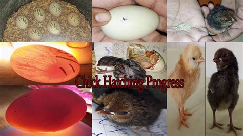 Chick Hatching Progress Chick Hatching From Egg Baby Chick Hatching