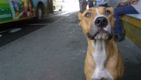 Humanos sienten mayor empatía por perros maltratados que por otros