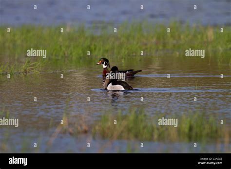 ring necked duck hen  res stock photography  images alamy