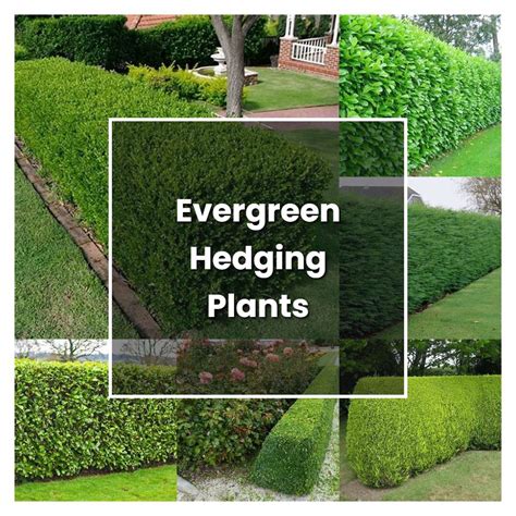 How To Grow Evergreen Hedging Plants Plant Care And Tips Norwichgardener