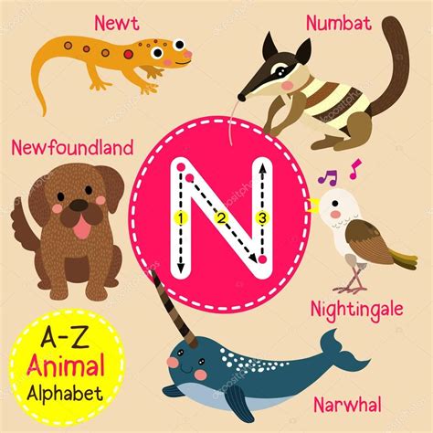 Animal Começa Com A Letra N - 9
