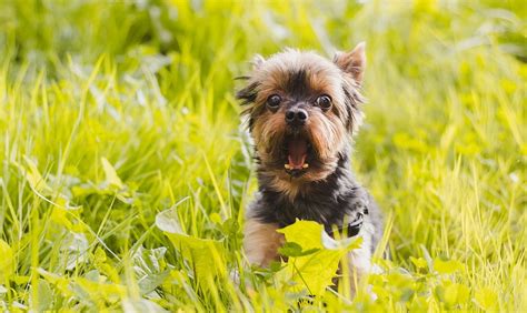 Terriers Breeds Sell Cheapest