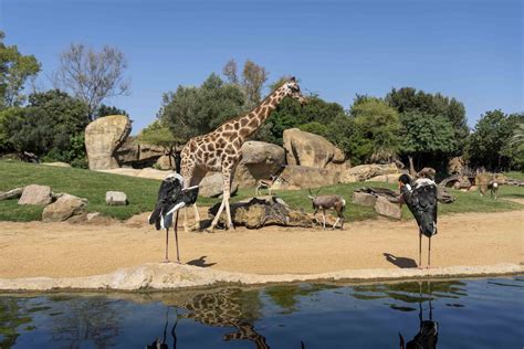 Bioparc Valencia cuánto vale la entrada El Bioparc salva in extremis