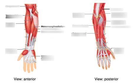 BIO 430 Appendicular Muscle Diagram Quizlet