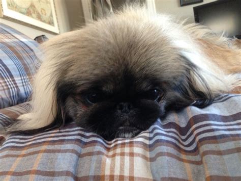 Oliver The Pekingese Is So Cute My Head Is Going To Explode