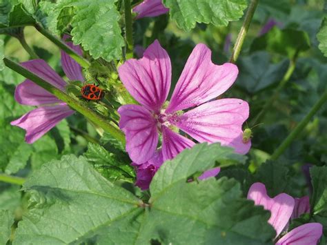 Мальва приземистая (73 фото) » НА ДАЧЕ ФОТО