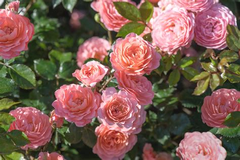 Create The Perfect Rose Garden By Adding Complimentary Companion Plants Florissa