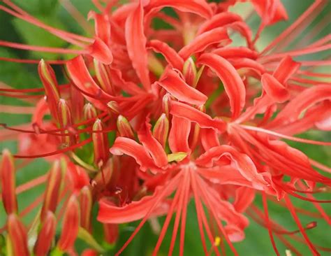 Red Spider Lily Meaning: Unveiling Its Cultural Significance - Xu Farm