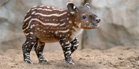 Tapir Tot – San Diego Zoo Wildlife Alliance Stories