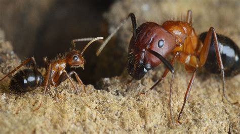 Flipping a molecular switch can turn warrior ants into foragers