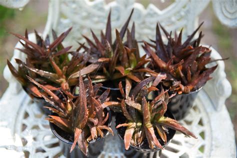 Aloe X Haworthia Black Gem Aloe X Haworthia Bigeneric Hybrid