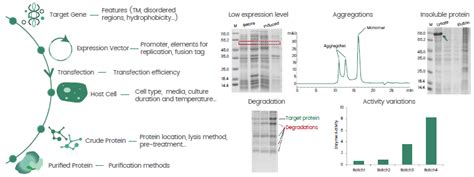 Recombinant Protein Expression, Challenges and Solutions | Sino Biological