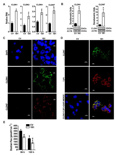 Ijms Free Full Text Cyp1b1 Augments The Mesenchymal Claudin Low