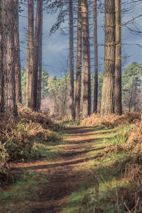 Cannock Chase Country Park High Resolution Photos To Buy And Royalty