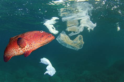 Ocean Pollution Fish Mountain Mermaid World Oceans Day