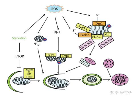 线粒体膜的保护机制（五）：线粒体自噬 知乎