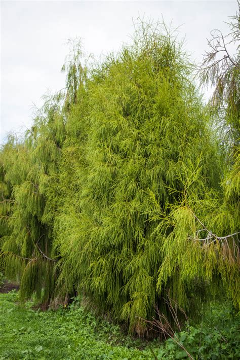 Rimu Dacrydium Cupressinum Takana Native Trees