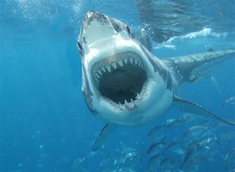 Great White Shark Mouth Hd Wallpapers/Images 2013 | Top hd animals ...