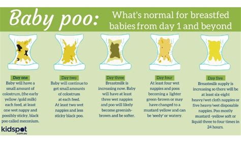 Newborn Stool Chart