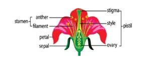 Sexual Reproduction In Flowering Plants Structure Of Flower