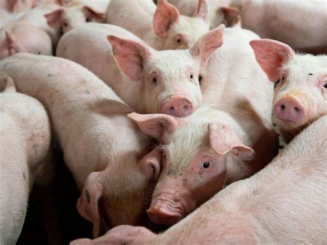 Pig Disease Means China Will Struggle To Meet Us Import Target