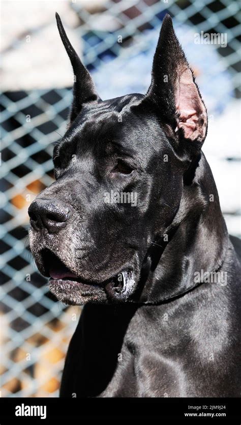 Black Great Dane Dog outdoor portrait over blurry background Stock ...