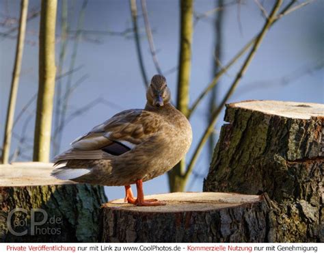 Coolphotos De Fotos V Gel Nach Arten Enten