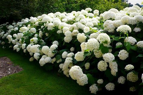 Annabelle Hydrangea | Smooth hydrangea, Annabelle hydrangea, Shade garden