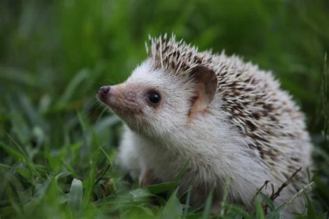 215 Cute Hedgehog Names For Your Prickly Potato Petmag