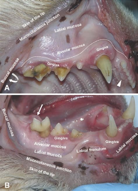 Figure 4 From Applied Feline Oral Anatomy And Tooth Extraction Techniques Semantic Scholar