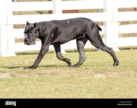 Un Joven Hermoso Blanco Y Negro Perro Corso Ca A De Tama O Mediano Con