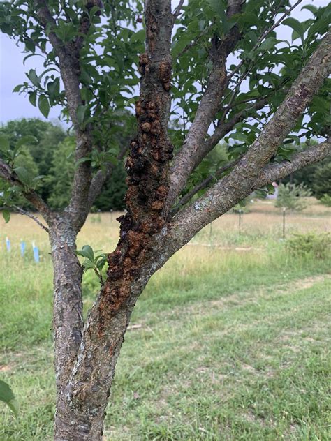 Whats Wrong With My Plum Tree Fungal Infection Rarborists