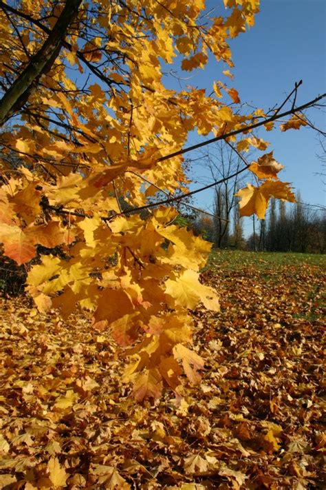 Free Images Nature Forest Branch Sky Sunlight Leaf Flower